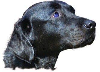 Fear of Dogs hypnotherapy with David Faratian, Cumbria