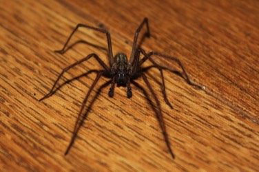 Fear of Spiders hypnotherapy with David Faratian, Cumbria